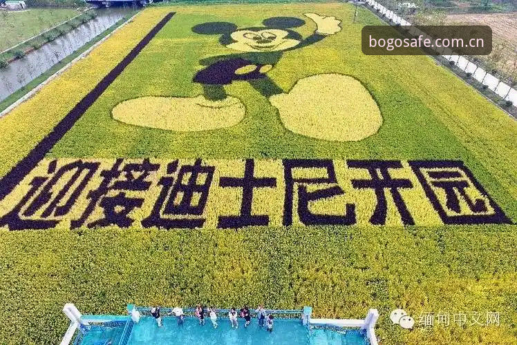 博狗娱乐项目 掌握博狗体育平台的7个核心要点,从安全认证到娱乐项目一站通达